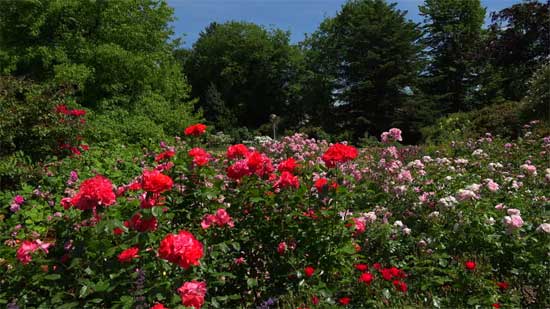 jardin-de-rosas