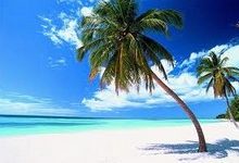 Ilustraciones – La Palma de Coco